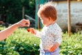 Woman gives to cute toddler a strawberry. Close up of hand and portrait of baby. Family Harvest concept