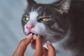 Woman giving a pill to sick domestic cat. Medicine for pets. Vitamins for animals. Anthelmintic for pets.