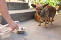 Woman giving stray dogs water outdoors, closeup. Heat stroke prevention