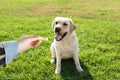 Woman giving tasty bone shaped cookie to her dog outdoors, closeup Royalty Free Stock Photo