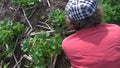 Woman with glove and hoe weed strawberry in garden. Handiwork