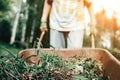 Woman in gloved hands with old metal wheelbarrow Royalty Free Stock Photo