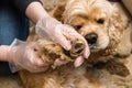 Woman in gloves check dog paws for insect Royalty Free Stock Photo