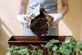 Woman in gloves pouring soil from a bag into a container for plants Royalty Free Stock Photo