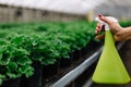 Woman with gloves spraying a blooming fruit tree against plant diseases and pests. Use hand sprayer with pesticides in Royalty Free Stock Photo