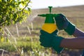 Woman with gloves spraying a leaves of fruit tree against plant diseases and pests Royalty Free Stock Photo