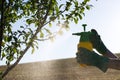 Woman with gloves spraying a leaves of fruit tree against plant diseases and pests. Royalty Free Stock Photo