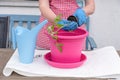 a woman in gloves transplants seedlings of tomatoes into large pots