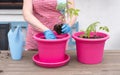 a woman in gloves transplants seedlings of tomatoes into large pots