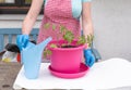 a woman in gloves transplants seedlings of tomatoes into large pots