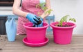 a woman in gloves transplants seedlings of tomatoes into large pots