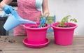 a woman in gloves transplants seedlings of tomatoes into large pots