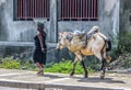 Woman leads pack horse along rural streets in Haiti.