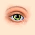 Woman green eye close up Royalty Free Stock Photo