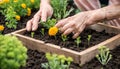 woman with green gloves planted in a bed of small marigold, gardening in a