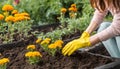 woman with green gloves planted in a bed of small marigold, gardening in a