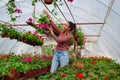 Woman in a greenhouse. Girl holding vase with green plant. Royalty Free Stock Photo