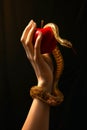 Woman gripping on a red apple. Temptation concept. Hand of Eve holding a red fruit and a snake coiled up her arm