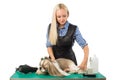 Woman groomer combing cute shih-tzu dog Royalty Free Stock Photo