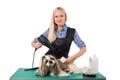 Woman groomer combing cute shih-tzu dog