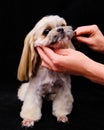 Woman groomer combing dog Shih tzu with comb, concept moulting, spring Royalty Free Stock Photo