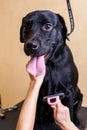 Woman groomer combing fur black Labrador Retriever dog.