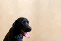 Woman groomer combing fur black Labrador Retriever dog.