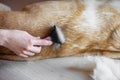 Woman groomer combing fur white Labrador Retriever dog