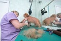 Woman groomer makes trimming Brussels Griffon