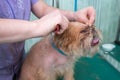 Woman groomer makes trimming Brussels Griffon