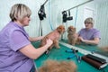 Woman groomer makes trimming Brussels Griffon