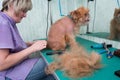 Woman groomer makes trimming Brussels Griffon