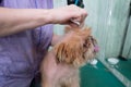 Woman groomer makes trimming Brussels Griffon