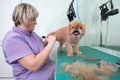 Woman groomer makes trimming Brussels Griffon