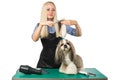 Woman groomer with scissors and cute shih-tzu Royalty Free Stock Photo