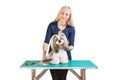 Woman groomer works with cute shih-tzu dog Royalty Free Stock Photo