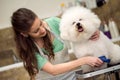 woman grooming bichon fries. Dog gets hair cut at Pet Spa Grooming Salon. Closeup of Dog. groomer concept Royalty Free Stock Photo