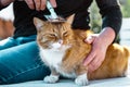 Woman grooming ginger cat with a brush