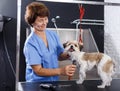 Woman grooming havanese in salon Royalty Free Stock Photo