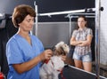 Woman grooming havanese in salon Royalty Free Stock Photo