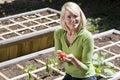 Woman growing tomato plants in backyard planter