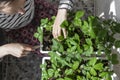 Woman grows strawberries in pots. Royalty Free Stock Photo