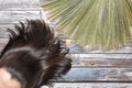 A woman hair compare to a broom laying on wooden background