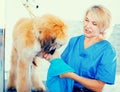 Mature woman hairdresser wipes puppy of Afghan hound in hairdresser for dogs