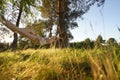 Woman on hammock in the forest Royalty Free Stock Photo