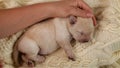 Woman hand caress newborn labrador puppy dog