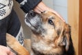 Woman hand caresses the dog love for animals