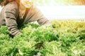 Woman hand catches salad. lettuce garden.