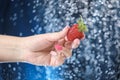 Woman hand close up holding red strawberry under drops of water. Girl showing red strawberry on a water background. Healthy lifest Royalty Free Stock Photo