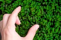 Woman hand collecting fresh micro greens of mitsuna sprouts. Concept of healthy food, indoor gardening, balcony garden.